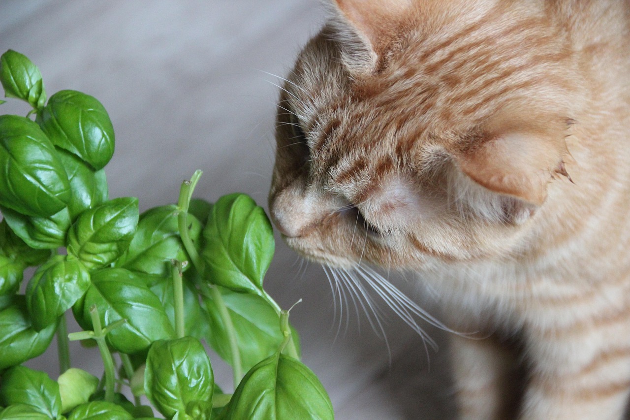 plante et chat