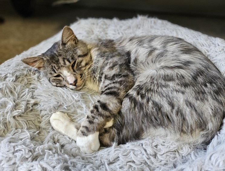 différence entre une SPA et une SPCA