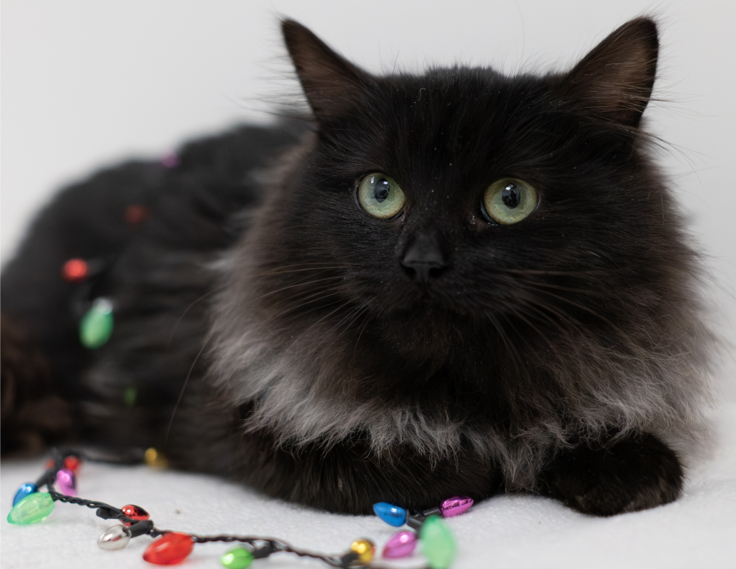 Smoky, notre chat à l'adoption avec une petite décoration de Noel. Les animaux ne sont pas des cadeaux de Noël