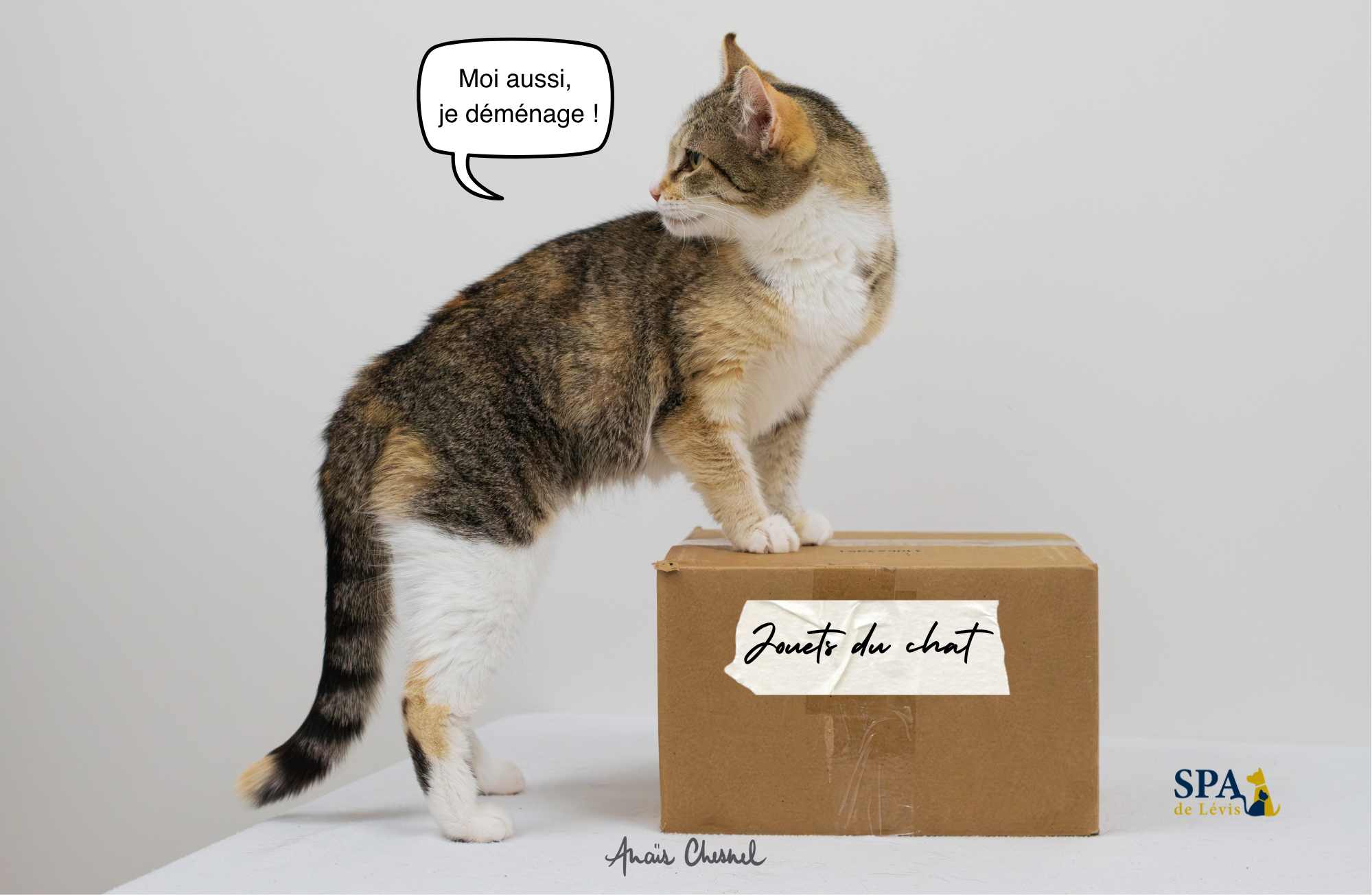 un chat sur sa boite de carton