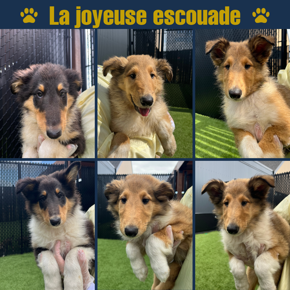 La joyeuse escouade
